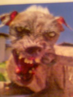 081120_inu.jpg